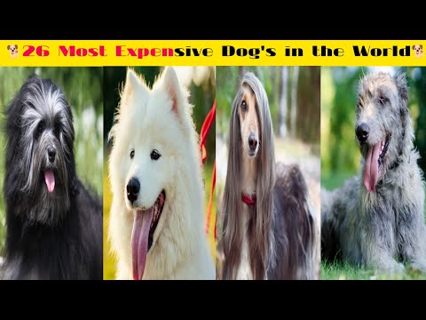 The Most Expensive Dog Breeds in the World 2023