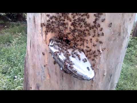 КОЛОДУ ПЧЕЛЫ ТОЖЕ ПОЛИРУЮТ!!! бортевое пчеловодство.
