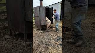 🧸 Lindo Cacto Dançante de Pelúcia Mexicana   Brinquedo de Pelúcia Elétrico