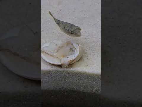 baby fahaka puffer fish