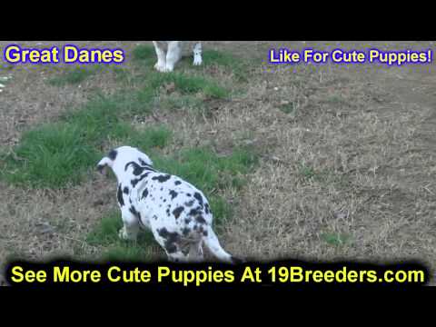 download lagu mp3 mp4 Great Dane Breeders Ny, download lagu Great Dane Breeders Ny gratis, unduh video klip Great Dane Breeders Ny