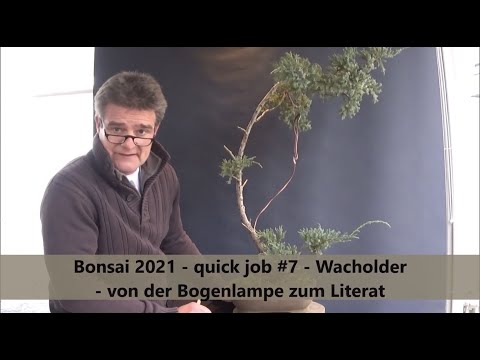Bonsai 2021-5 - quick job #7 - Wacholder - von der Bogenlampe zum Literat