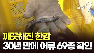 붕어·메기에 외래종 거북까지…'생태 보고' 한강 밤섬 가보니 [뉴스9]