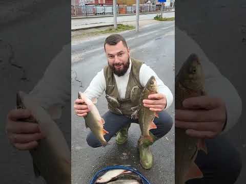 Rijeka Vrbas pocetkom Decembra neocekivan ulov Skobalja ( Slađo i Cane )