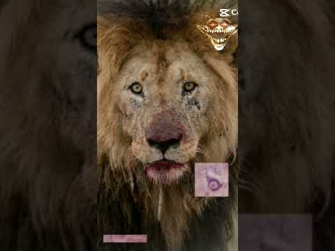 Hunter, Morano and The Legend 👑 Scarface🦁💀.                              #like #subscribe