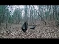Flock Of Wild Turkeys Walk On Dried Leaves And Crosses Woods 1274342 3