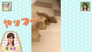 堤さんちのワンちゃんたちの巻(CV:堤アナご本人(あらま♪))