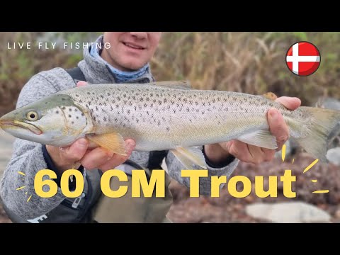 BIG 60 CM Sea Trout Action - Fly Fishing on Fyn in Denmark 2022 #flyfishing #trout #bigfish