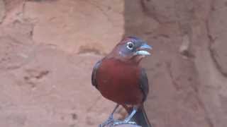 preview picture of video 'Tico-Tico rei, Lanio cucullatus, Red-crested Finch, Fauna brasileira,'