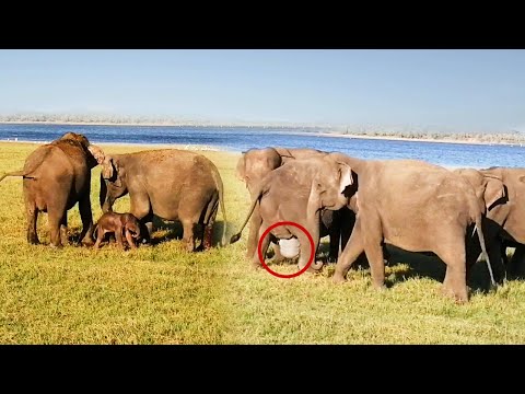 Incredible Moment! Elephant Gives Birth in the Wild | Watch the herd's touching reaction!😍