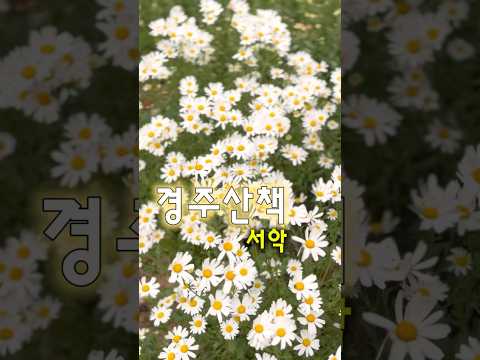 #서악 을 곱게 물들인 순백의 구절초