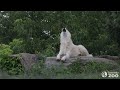 Wake Up With The Wolves