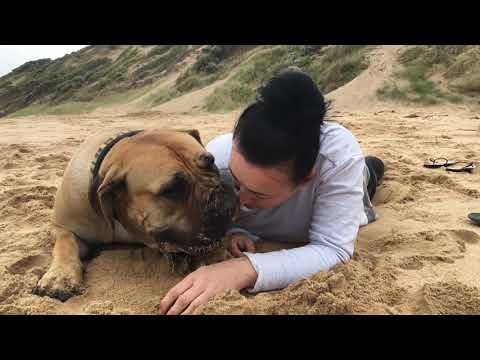 Boerboel cuddling Mum on the beach