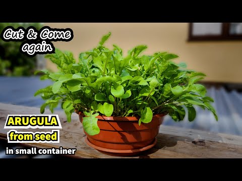 Growing Arugula in Small Space (Rocket from Seed to Harvest) Container garden