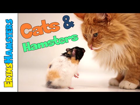 Keeping Cats/Dogs And Hamsters Safe In The Same Home