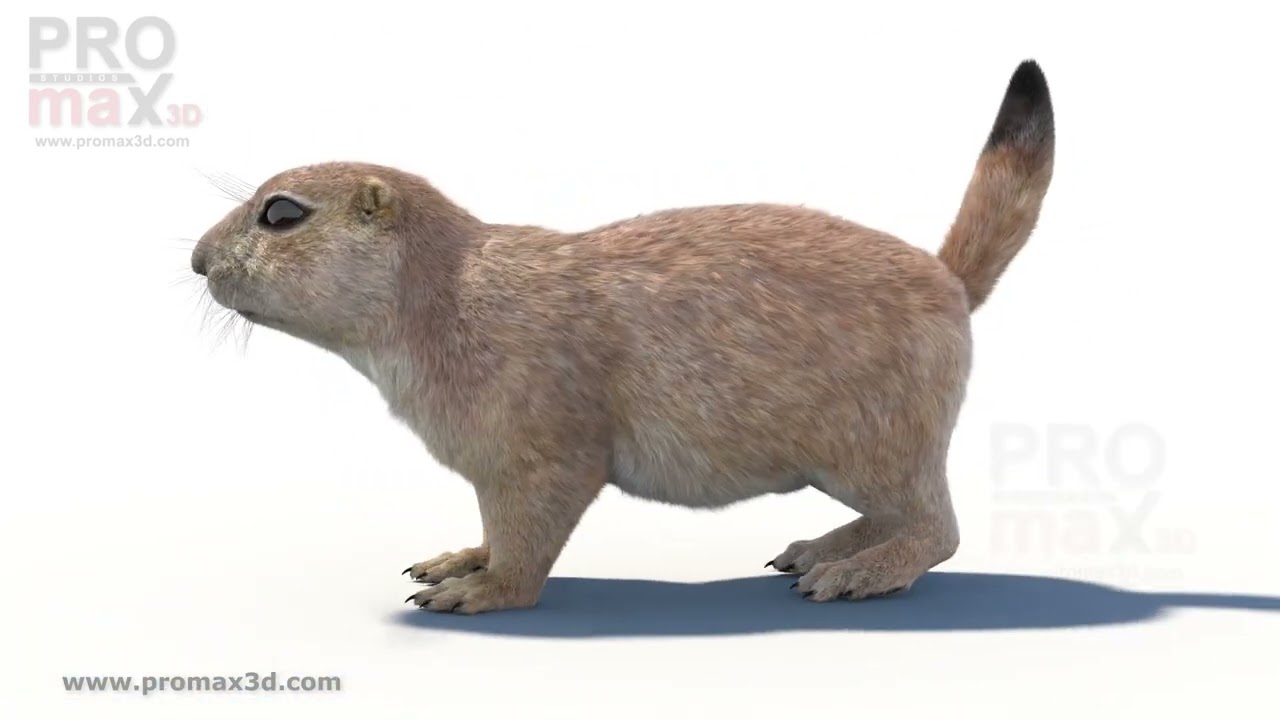 Prairie Dog with Fur 3D Model