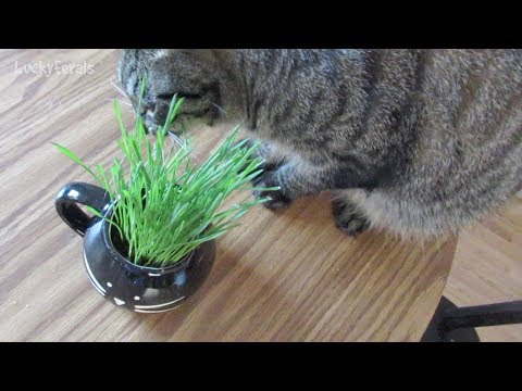 Cats Behaving Badly - Wheatgrass Mold - Cat Grass Fungus