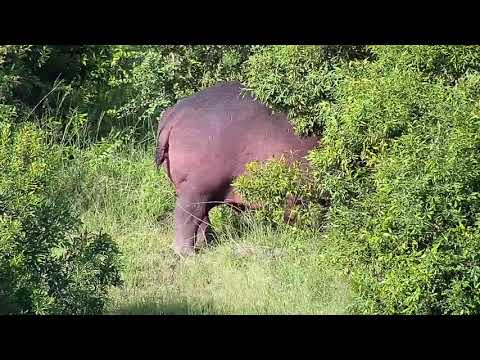 Djuma: Three Hippos - 16:43 - 01/27/21
