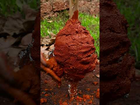 Whole Chicken Cooked Inside Mud #shortsfeed