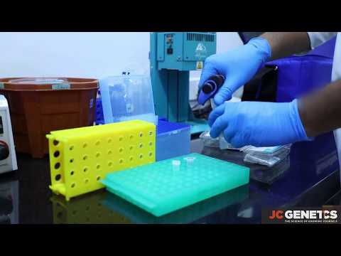 How DNA report is generated from the saliva sample?