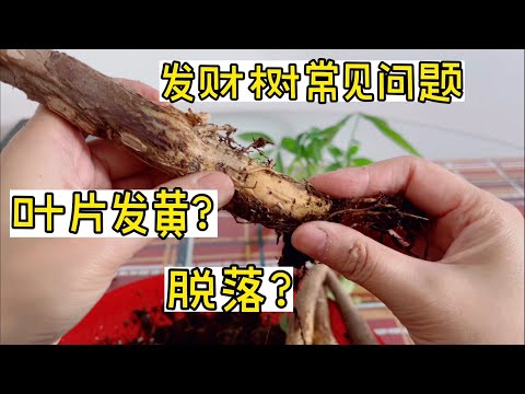 發財樹葉子變黃