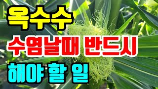 옥수수 개꼬리 달리고 수염날때 꼭 해야 옥수수 수확해요.