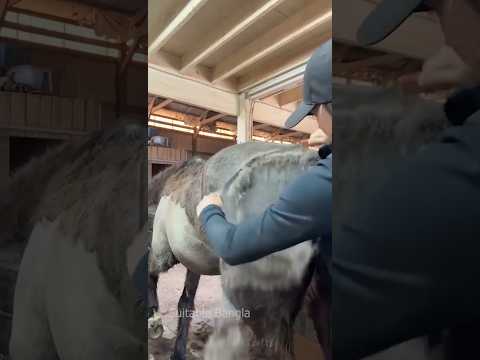 অপেক্ষা করুন… একটু পরেই দেখবেন কী বের হয়! Horse Care