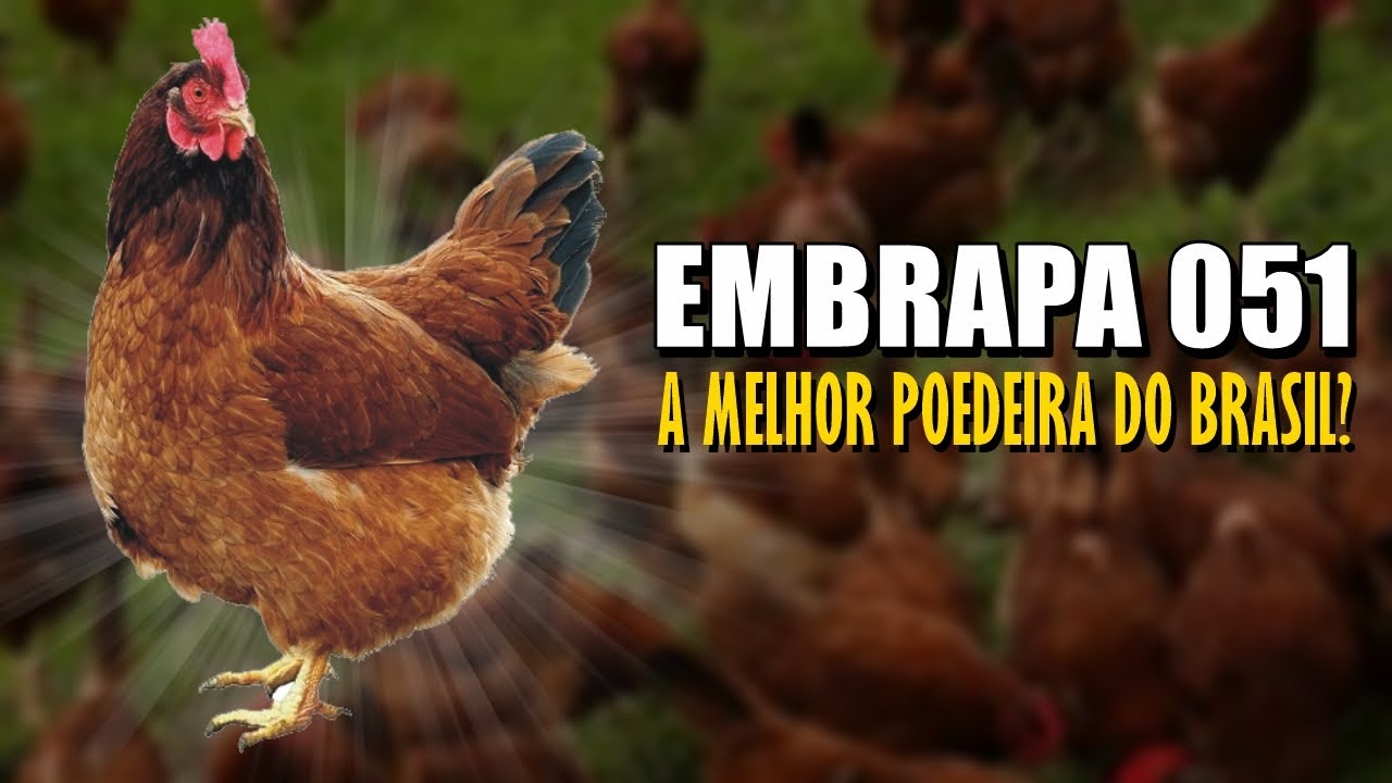 EMBRAPA 051: PADRÃO DA RAÇA, CARACTERÍSTICAS E PRODUÇÃO