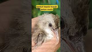 Download lagu ciri-ciri dan tanda trucukan jantan muda trotol #burung #kicaumania #trucukan #birds mp3