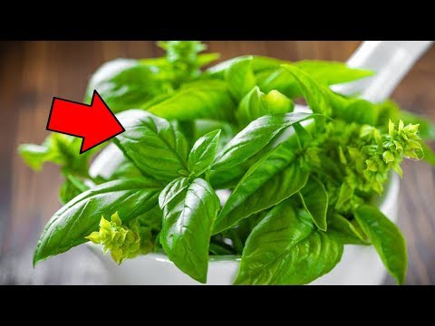 Ein einzelnes Blatt Basilikum bewirkt Wunder - Das sind seine unglaublichen Eigenschaften!