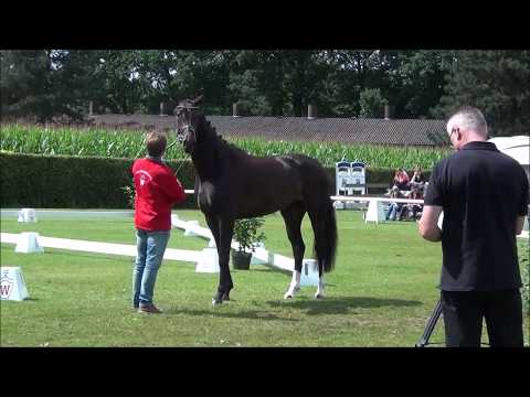 Diamond's Ballerina von Diamond Hit - Donnerball