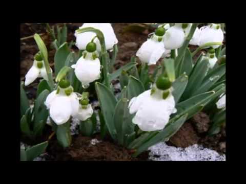 Drazsé:Tavaszváró