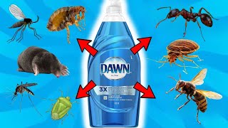 DAWN DISH SOAP: Pest control for bedbugs, ants, gnats, fleas, bugs, wasps, and moles.