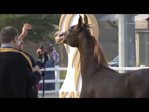 BAHIA AL HAMAD (KHALED AL HAMAD | BETTINA EL JAMAAL)