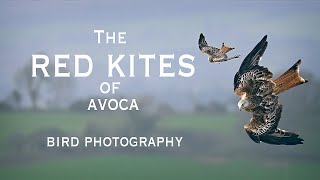 Birds of Prey Photography: Photographing the Red Kites of Avoca