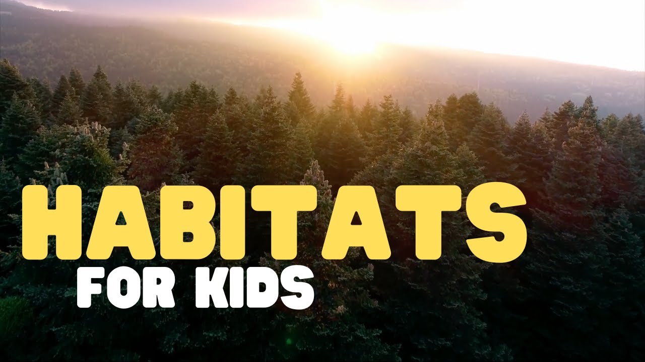 Habitats for Kids | Learn all about deserts, forests, grasslands, mountains, and more