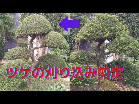 ツゲの木 植物