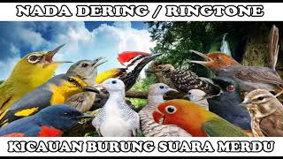 Download lagu KICAUAN SRIGUNTING NADA DERING||RINGTONE SUARA BURUNG MERDU BANGET NADA DERING JERNIH mp3