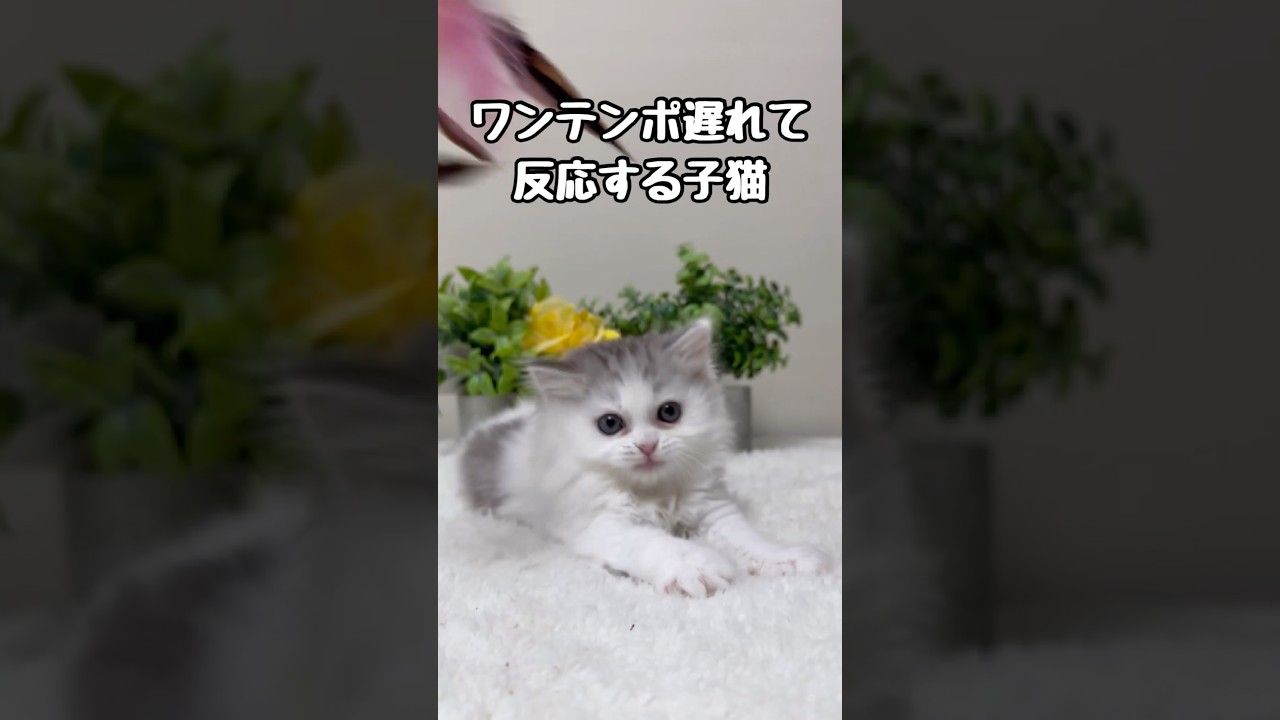 マイペースで可愛い子😂❤️ #catshorts #cat #ミヌエット #子猫 #かわいい猫 #マイペース #猫のいる暮らし #kitten #猫動画