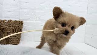 ハーフ犬の動画01