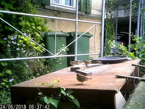 Wildkamera 24 06 2018 mein kleines Garten Gewusel