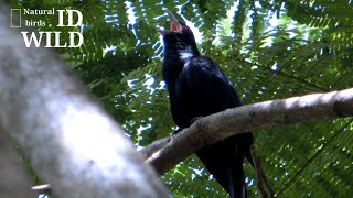 Download lagu SUARA BURUNG TUWU DI ALAM LIAR|| Eudynamys Scolopaceus | Asian Koel mp3