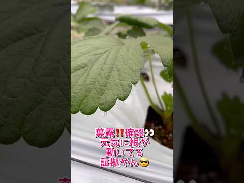 果樹の根元には何を植えますか？植物の最高の組み合わせに注目してください！  庭園