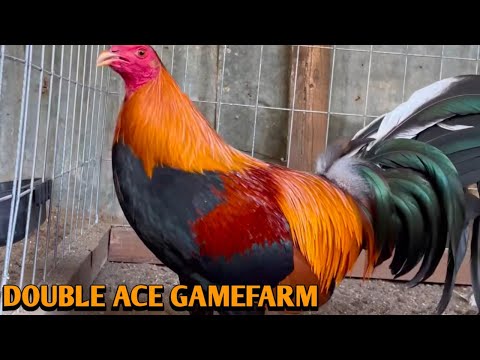 Leiper Albany Kelso - DOUBLE ACE FARM