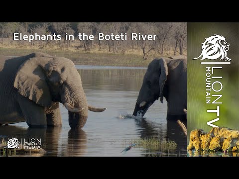 Elephants in the Boteti River 🐘 #elephant #wildlife #animals