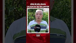 Günlük bin liraya çalışacak işçi bulamıyor!  10 dönümlük bahçesinde ha