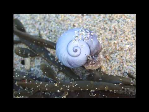 06. - Surfing Snails