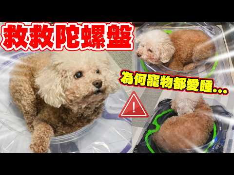 頭痛！我家狗狗總霸佔我的陀螺盤😱還抓破..？最後我只能出絕招！準備給BROWNIE睡神的禮物㊙️