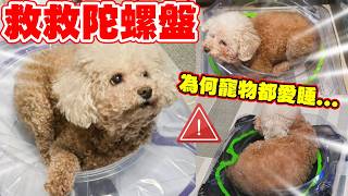 頭痛!我家狗狗總霸佔我的陀螺盤😱還抓破..?最後我只能出絕招!準備給BROWNIE睡神的禮物㊙️