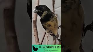 Download lagu Coleiro Laranjeira Cantando Tui Tui – Canto Limpo e Afinado!  #opassarinheiro #papacapim #birds mp3